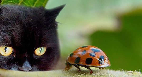 Greek superstitions, black cats and ladybugs